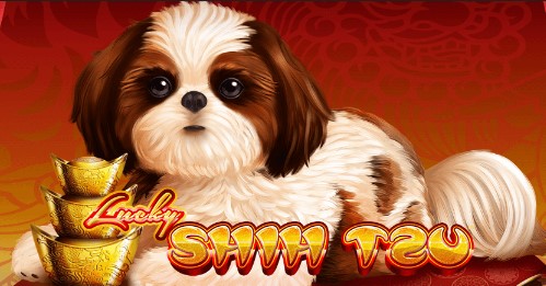 Lucky Shih Tzu